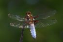 Male_Broad-bodied_Chaser